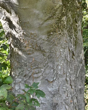 Acer pseudoplatanus