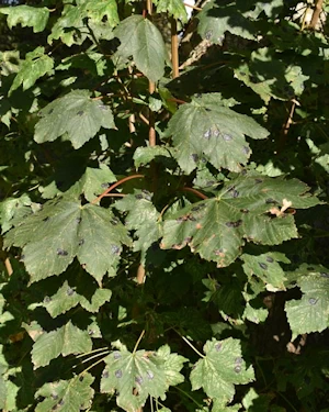 Acer pseudoplatanus