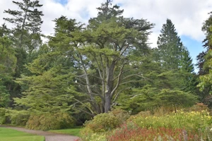 Cedrus libani