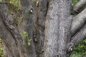 Cedrus libani