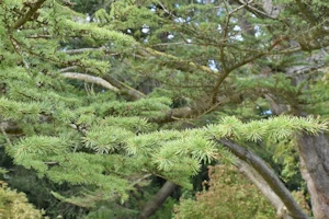 Cedrus libani