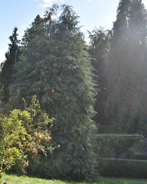 Chamaecyparis lawsoniana
