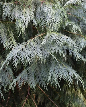 Chamaecyparis lawsoniana