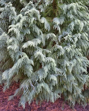 Chamaecyparis lawsoniana Rijnhof