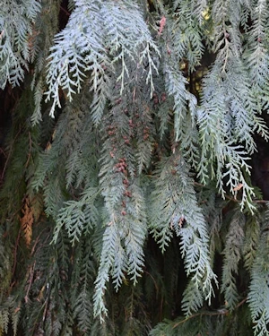Chamaecyparis lawsoniana