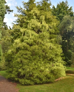 Chamaecyparis pisifera