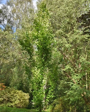 Fagus sylvatica fastigiata