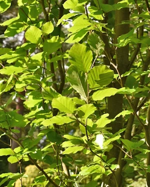 Fagus sylvatica fastigiata