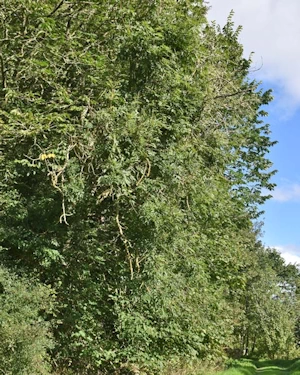 Fraxinus excelsior