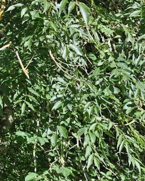 Fraxinus excelsior