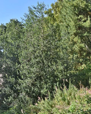 Ilex aquifolium