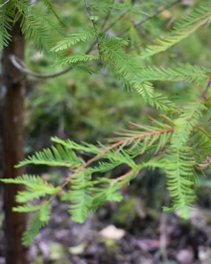 Metasequoia glyptostroboides