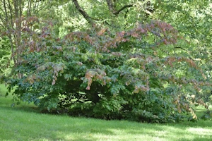 Parrotia persica