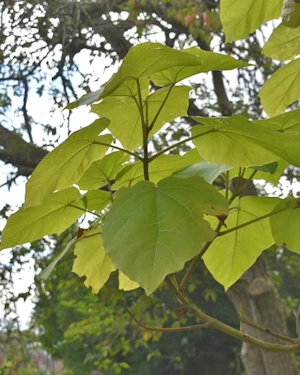 Paulownia tomentosa