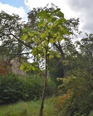 Paulownia tomentosa