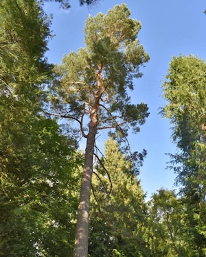 Pinus sylvestris