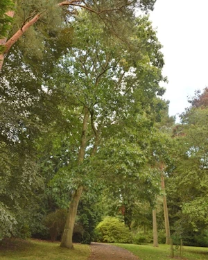 Quercus rubra