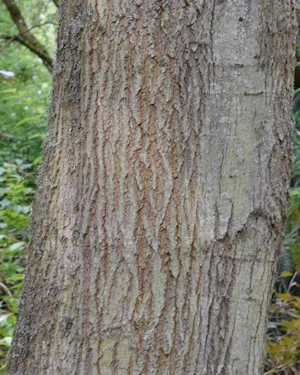 Quercus rubra