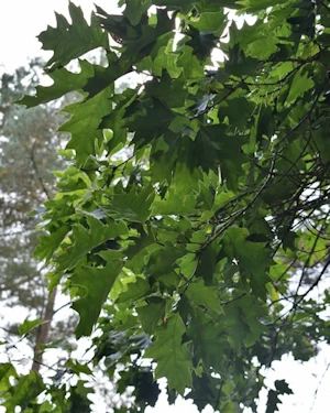 Quercus rubra