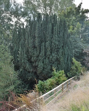 Taxus baccata fastigiata