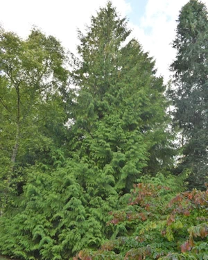 Thuja plicata