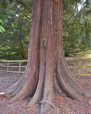 Thuja plicata