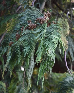Thuja plicata