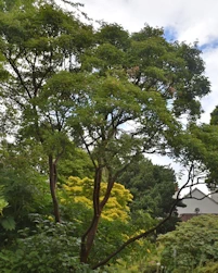 Acer griseum