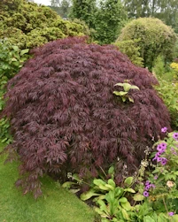 Acer palmatum dissectum purpureum