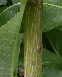 Acer rufinerve