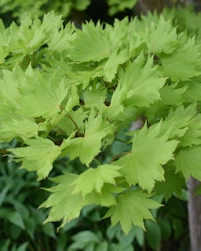 Acer shirasawanum aureum