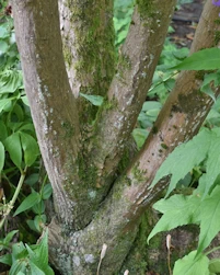 Acer shirasawanum aureum