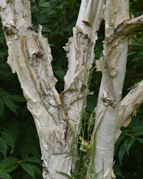 Betula utilis jacquemontii