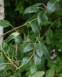 Betula utilis jacquemontii