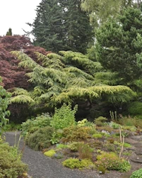 Cedrus atlantica aurea