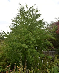 Cercidiphyllum japonicum