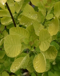 Cotinus coggygria golden spirit
