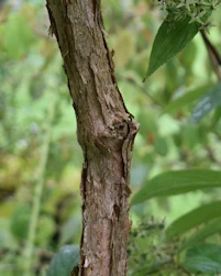 Deutzia longifolia veitchii