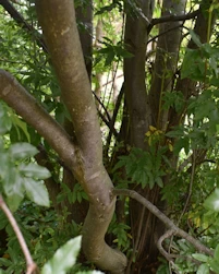 Acer griseum