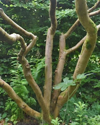 Hamamelis japonica