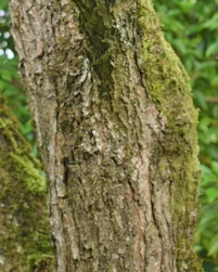 Koelreuteria paniculata