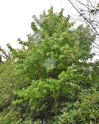 Liquidambar styraciflua