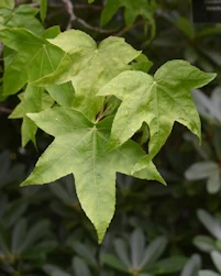Liquidambar styraciflua