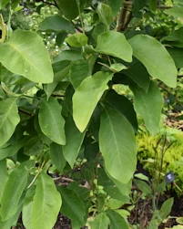 Magnolia daphne