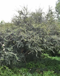 Osmanthus delavayi