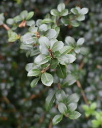 Osmanthus delavayi