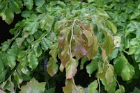 Parrotia persica