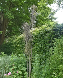Pseudopanax ferox