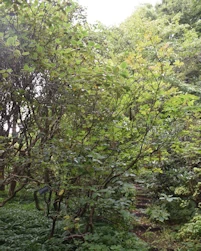 Rhododendron Albrechtii