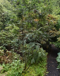 Sorbus gonggashanica